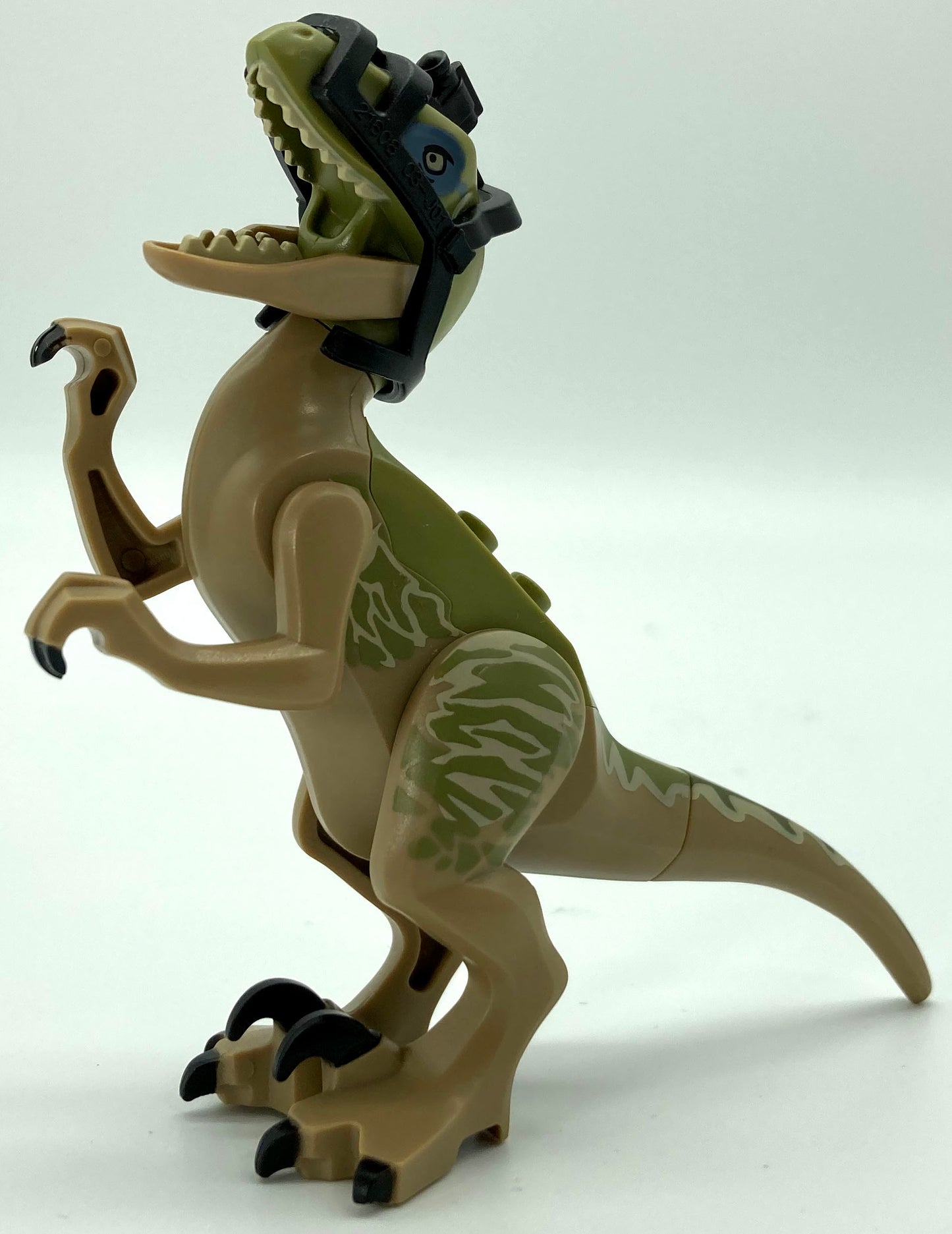 Raptor/Velociraptor with Olive Green Back and Tan Markings