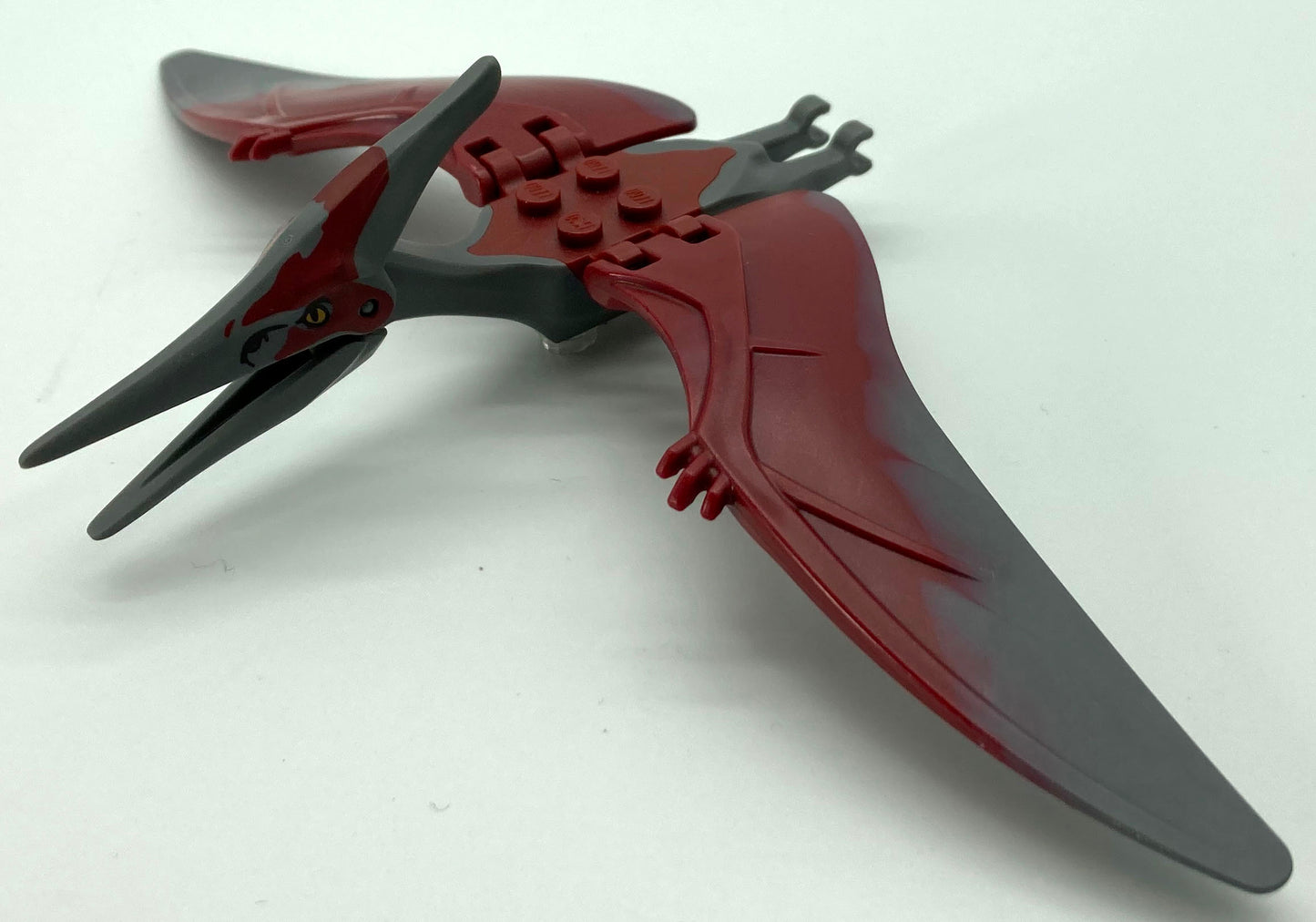 Pteranodon with Dark Red Back and Large Curved Nostrils